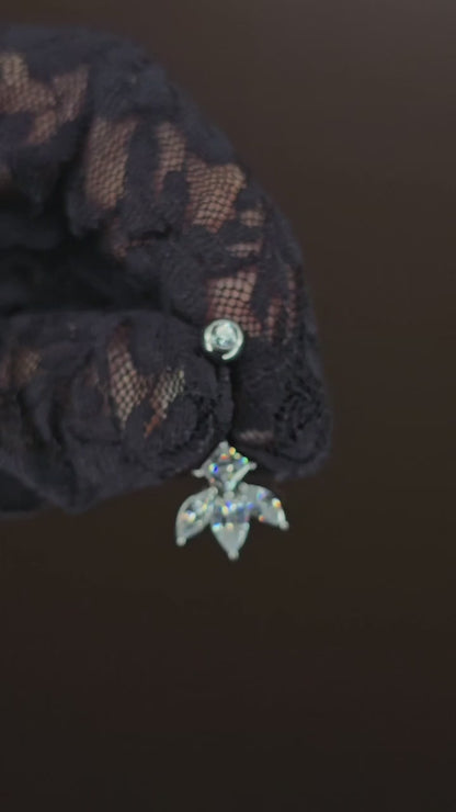 Lunaria navel